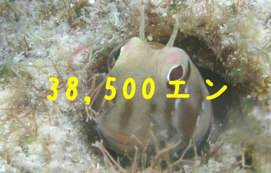 ��p�͂R�W�C�T�O�O�~