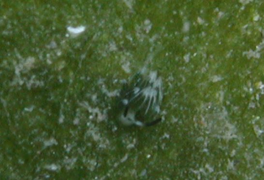ウサギモウミウシの極小個体