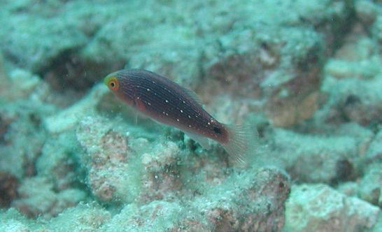 クロヘリイトヒキペラの幼魚