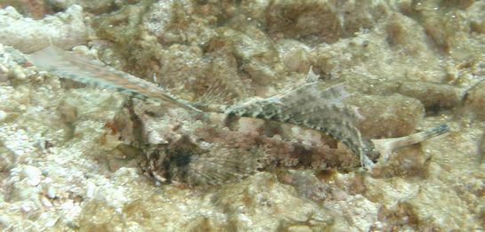 イッポンテグリの若魚