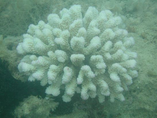 ハナヤサイサンゴも白化
