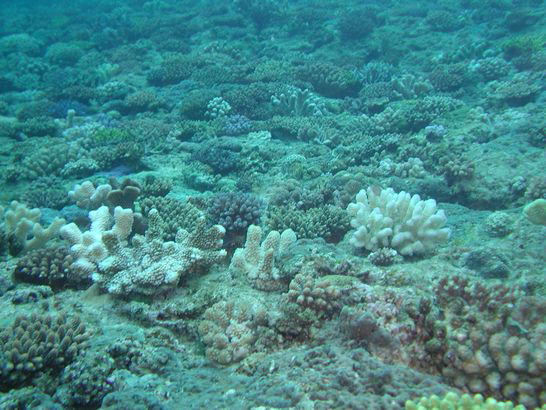 ハナヤサイサンゴがどこの海でも白化