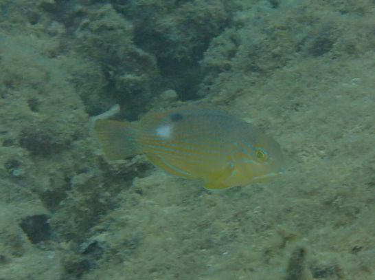 シロクラベラの幼魚